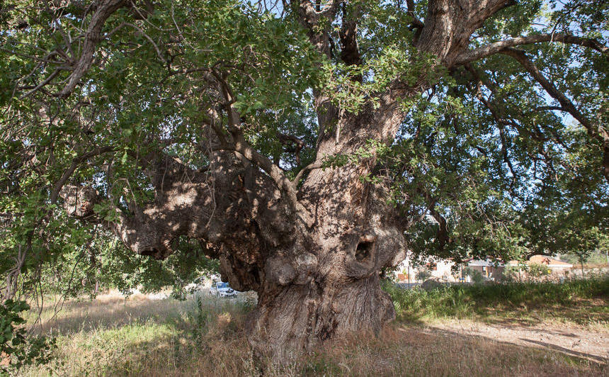 Посмотрите на 800-летний кипрский дуб - Вестник Кипра