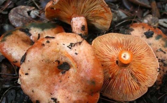 Семь человек отравились грибами в Полисе Хрисохусе - Вестник Кипра