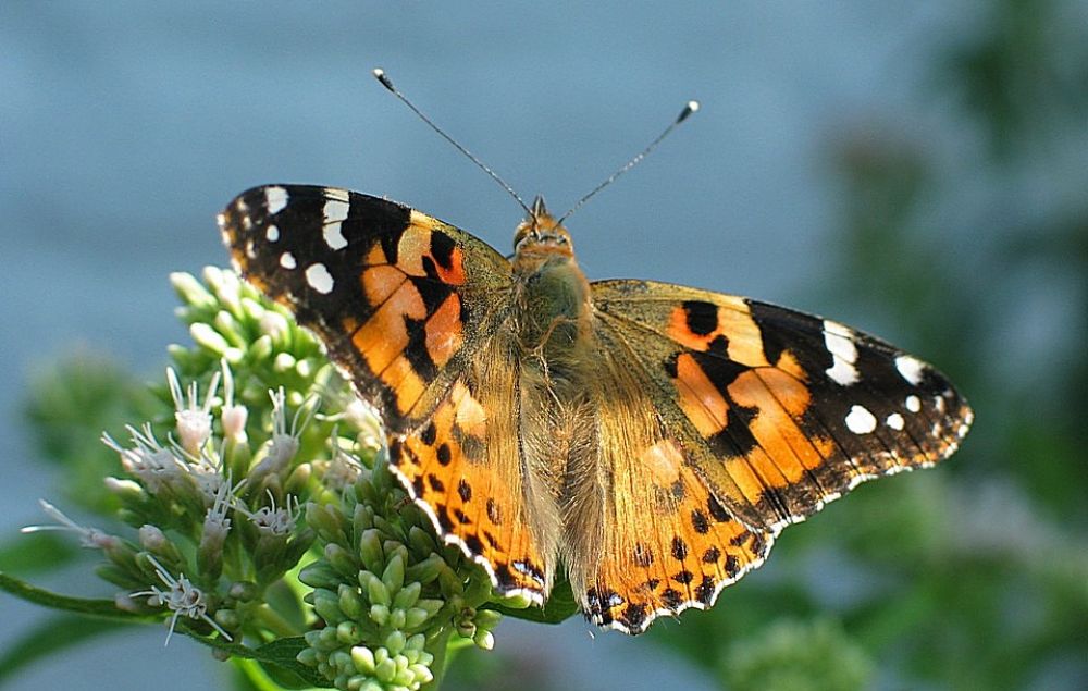 Миллионы бабочек на Кипре вызвали ажиотаж - Вестник Кипра