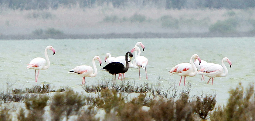 Черный фламинго замечен на соленом озере Ларнаки | CypLIVE