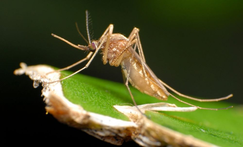 Наступает «комариное» лето - Вестник Кипра