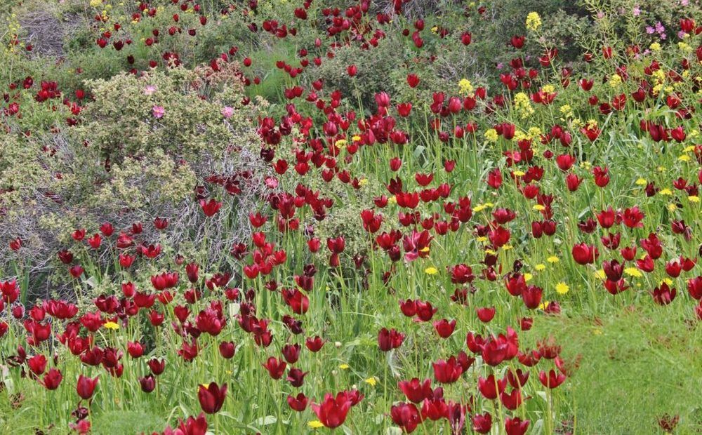 Где на Кипре растут тюльпаны? - Вестник Кипра