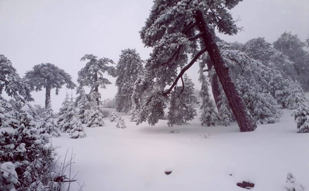 Высота снежного покрова в Троодосе – до 70 см - Вестник Кипра