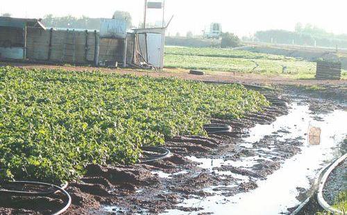 Урожай картофеля под угрозой - Вестник Кипра