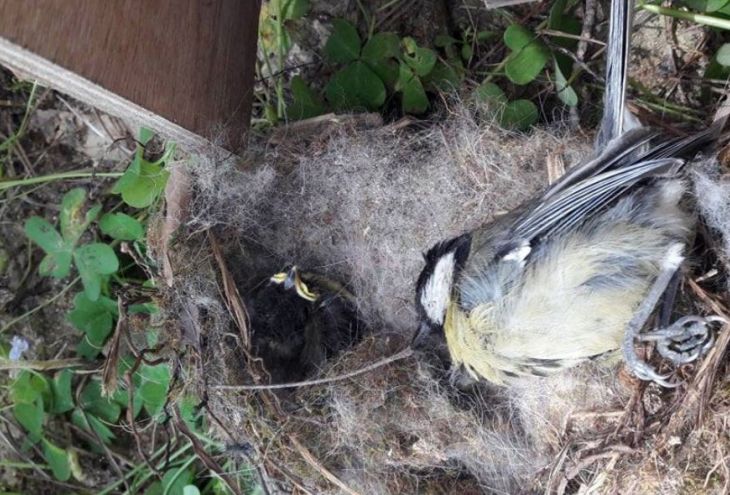 В Никосии вандалы разрушили сделанные детьми птичьи гнезда 