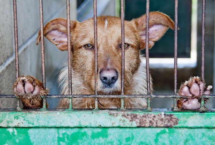 Задержан владелец двух собак, надолго оставлявший их в клетке без еды и воды 