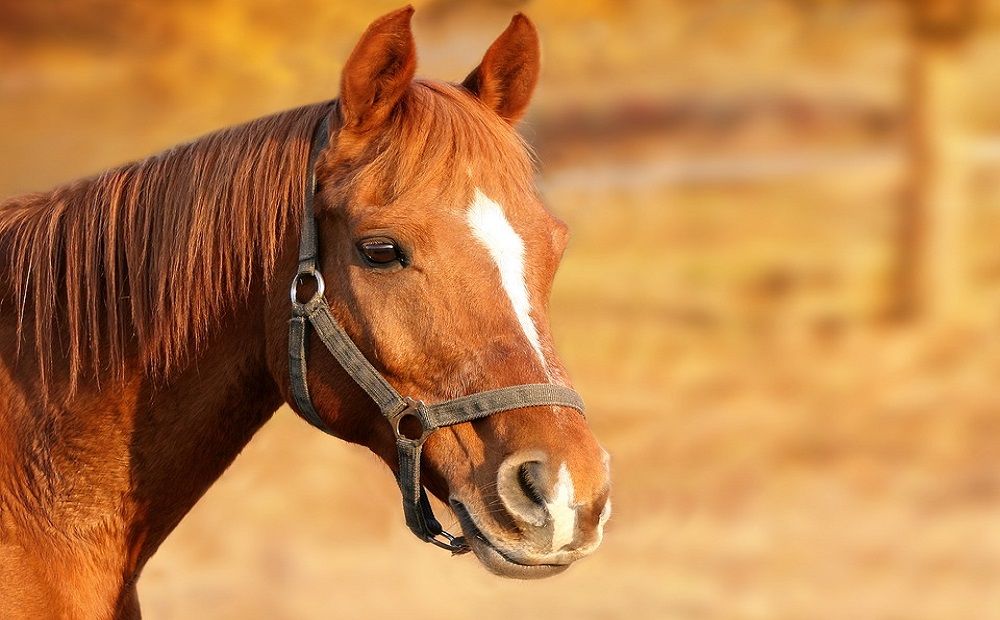 Прогулочные лошади в Троодосе хотят на свободу - Вестник Кипра