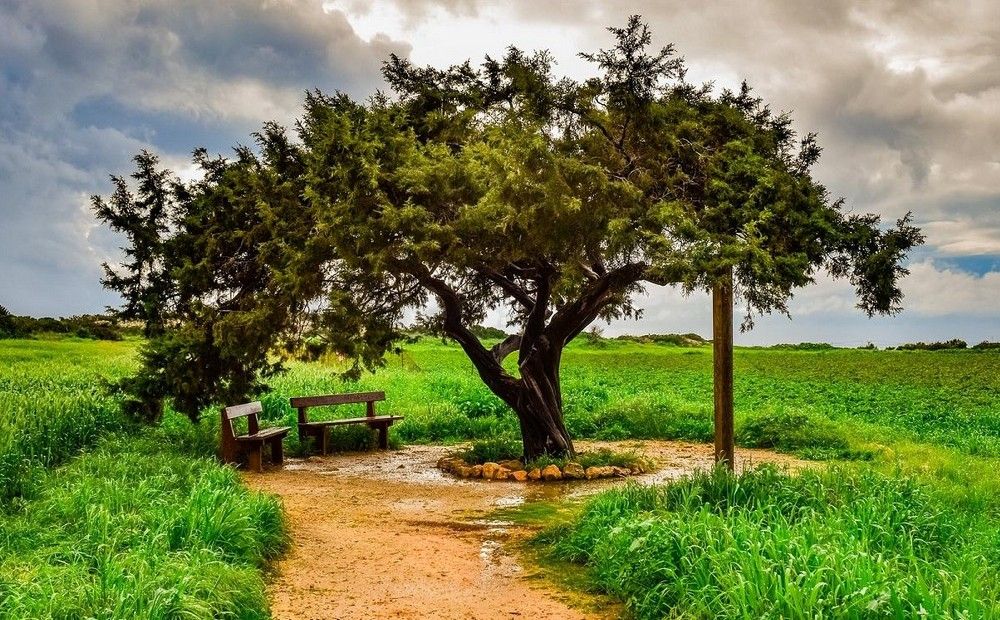 «Невидимое» дерево на мысе Каво Греко - Вестник Кипра
