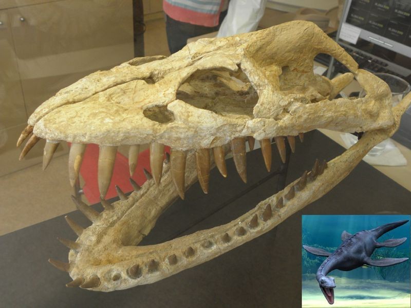 Останки динозавров и коллекция метеоритов - Вестник Кипра