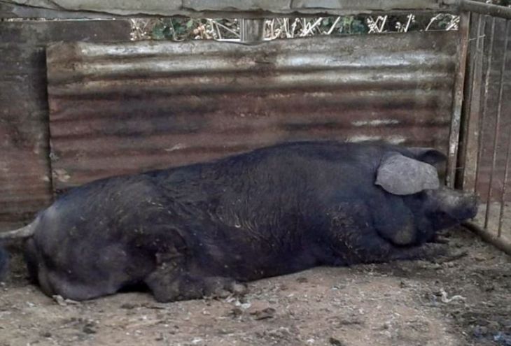 Партия защиты животных Кипра ищет любящую семью для свиньи весом 350 кг 