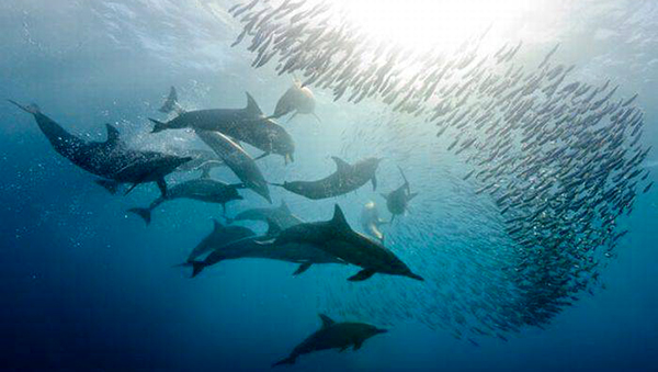 Рыбаки Кипра призывают государство взять под контроль дельфинов