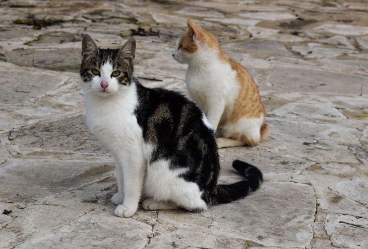 Администрация Нового порта Лимассола запретила сотрудникам кормить котов