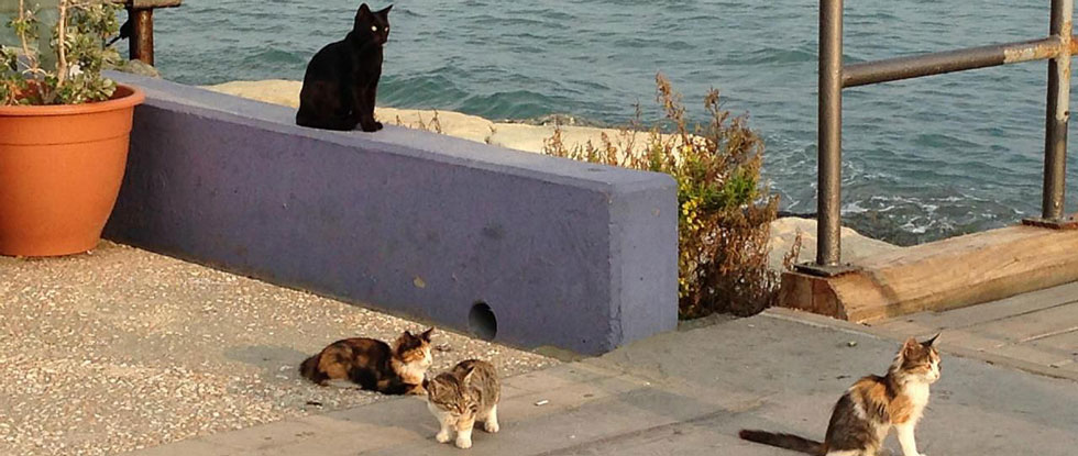 На Кипре предлагают создать отдел полиции по защите животных