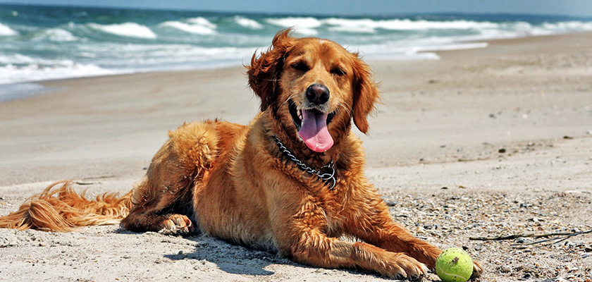 Обновлен список «собачьих» пляжей на Кипре | CypLIVE