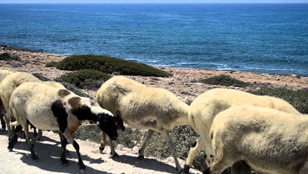 У кипрских овец замечена лихорадка не опасная для жизни человека | CypLIVE