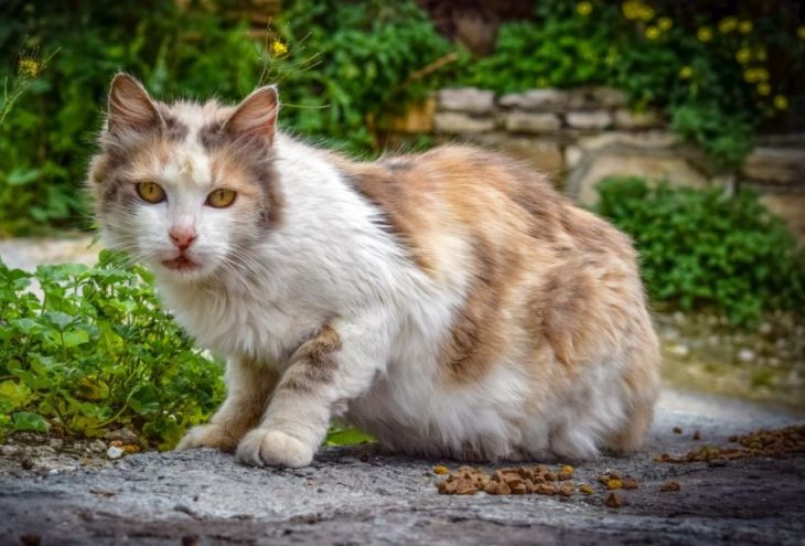 На стерилизацию бродячих кошек из госказны Кипра выделят 300 000 евро