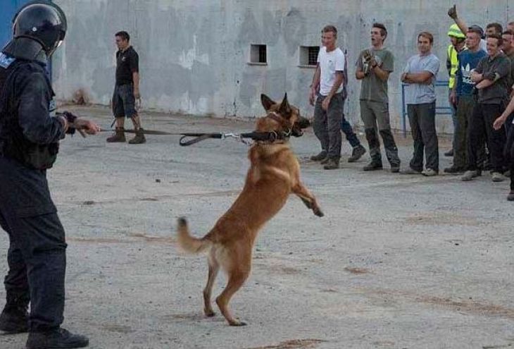 Полиция намерена использовать собак для контроля разбушевавшихся фанатов