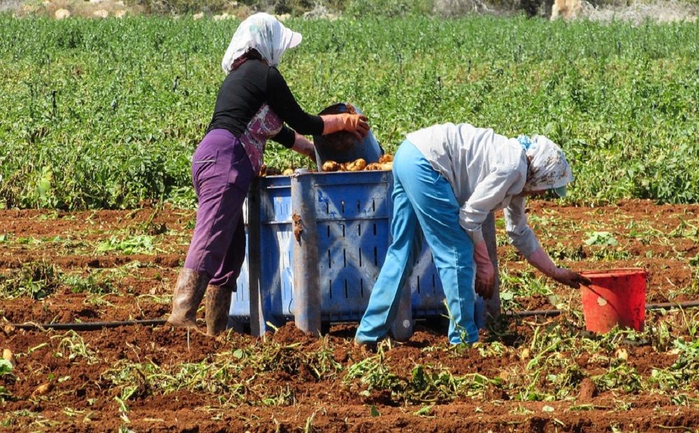Ученые нашли пестициды в кипрском картофеле - Вестник Кипра
