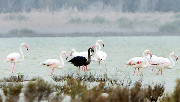 Уникальный черный фламинго вернулся на Кипр