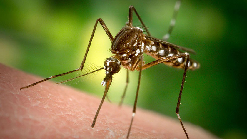 Власти Лимассола продолжают борьбу с комарами | CypLIVE