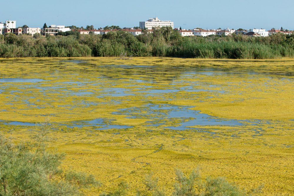 Откройте для себя озеро Ороклини - Вестник Кипра