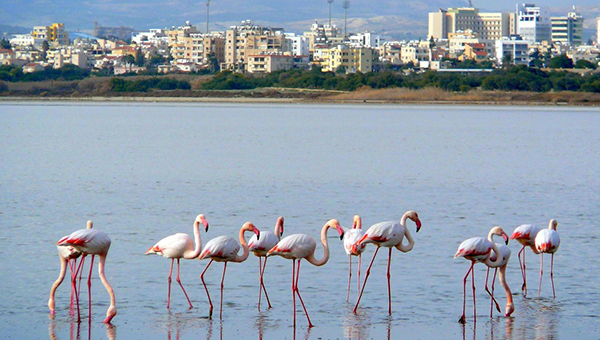 На Соляном озере в Ларнаке появились первые розовые фламинго
