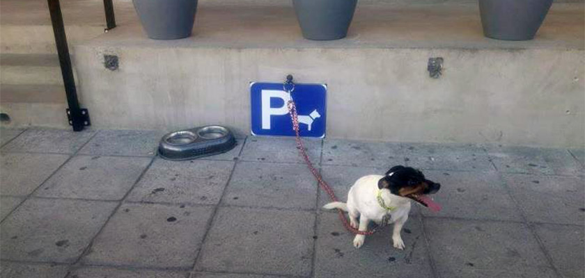 На Кипре появилась первая «парковка» для собак | CypLIVE