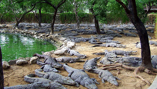 Жители Ларнаки добились своего. Строительство крокодилового парка под вопросом | CypLIVE