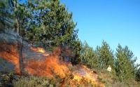 На Кипре начался сезон пожаров