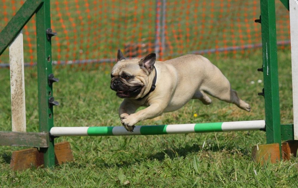 В Лимассоле построят первый тренировочный парк для собак - Вестник Кипра