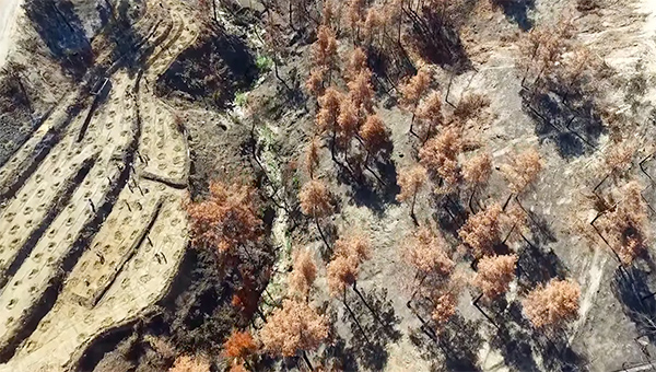 Киприоты приступили к восстановлению сгоревших летом лесов | CypLIVE