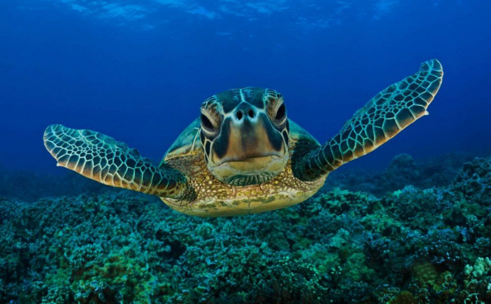 Морским черепахам угрожают рыбаки и местные власти - Вестник Кипра