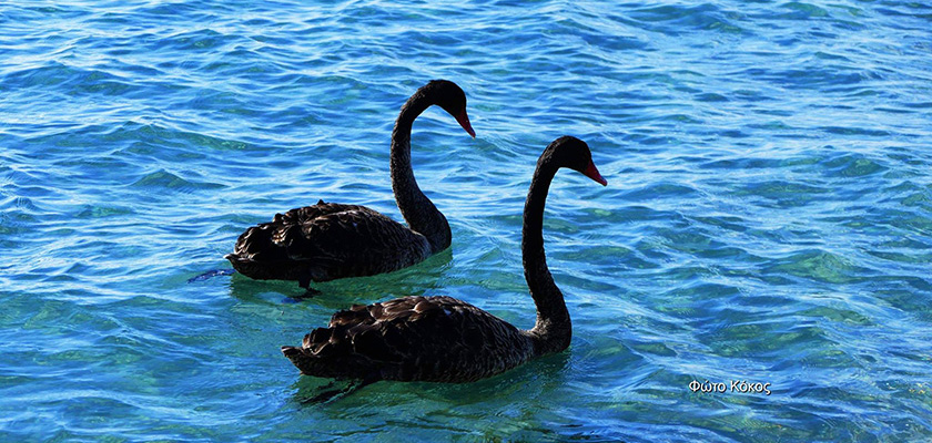 Черные лебеди в Лимассоле | CypLIVE