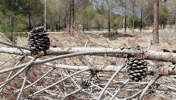 Засуха истребляет деревья Кипра | CypLIVE