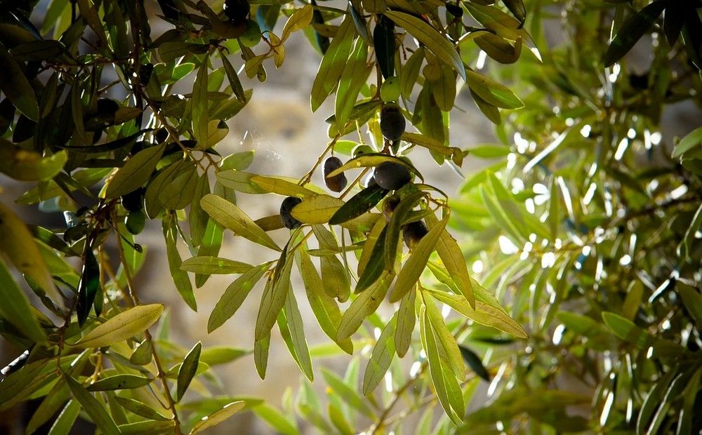 Станьте волонтером по сбору оливок! - Вестник Кипра