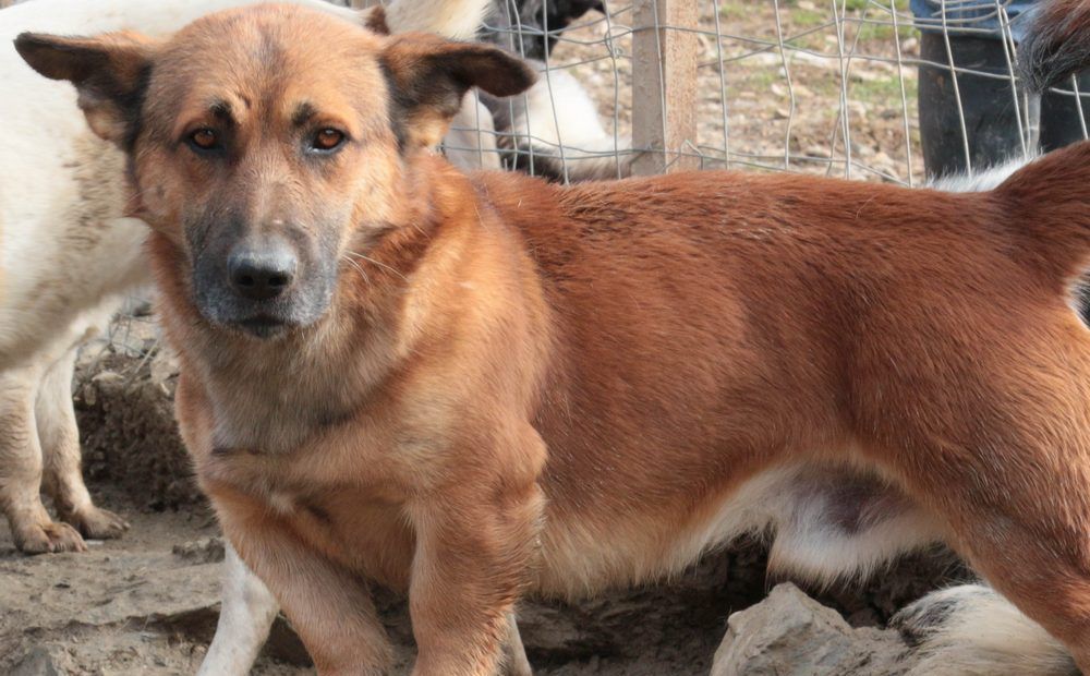 Кипрские бездомные собаки отправляются в Европу - Вестник Кипра
