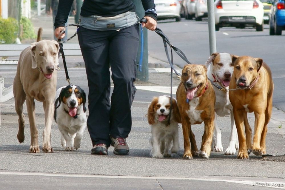 Соседи завели много собак, законно ли это? - Вестник Кипра