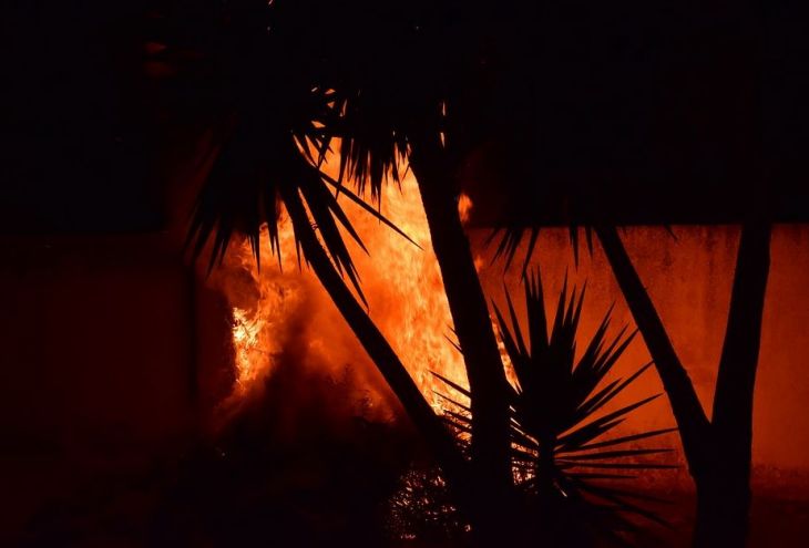 В Лимассоле сгорели более 200 пальм 