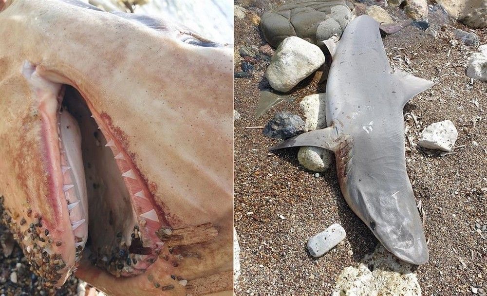 У берега Нео Хорьо нашли песочную акулу - Вестник Кипра