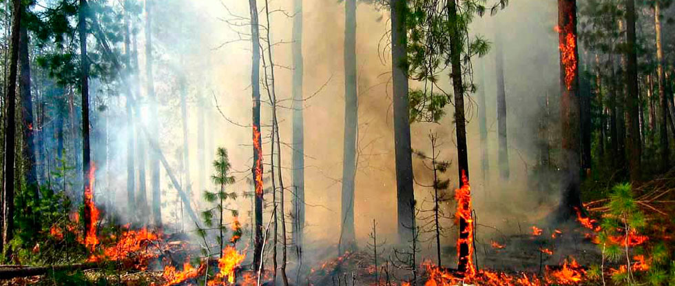 В районе Никосии огонь уничтожил сосны и ореховые деревья