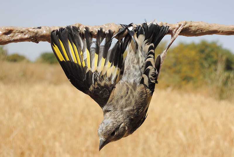 Проблема браконьерства на Кипре актуальна