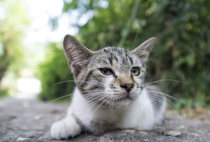 На Кипре пересчитают всех уличных котов 