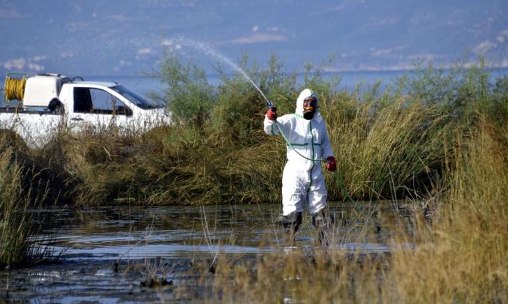 Ларнака продолжает борьбу с комарами - Вестник Кипра