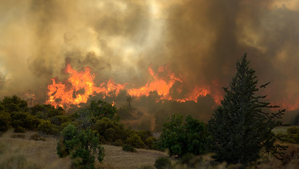 Вчера на Кипре полыхали сразу несколько лесных пожаров | CypLIVE