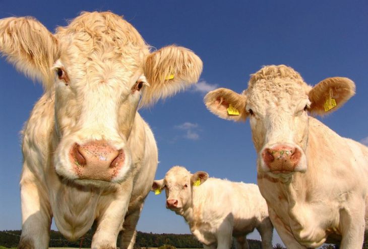 Кипрский фермер украл у конкурента трех коров 