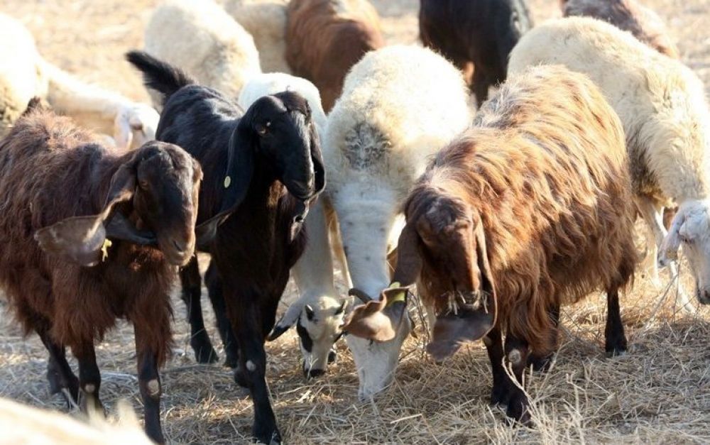 Чем болеют кипрские домашние животные? - Вестник Кипра
