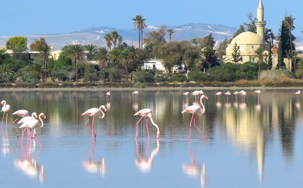Прогулки с видом на фламинго - Вестник Кипра
