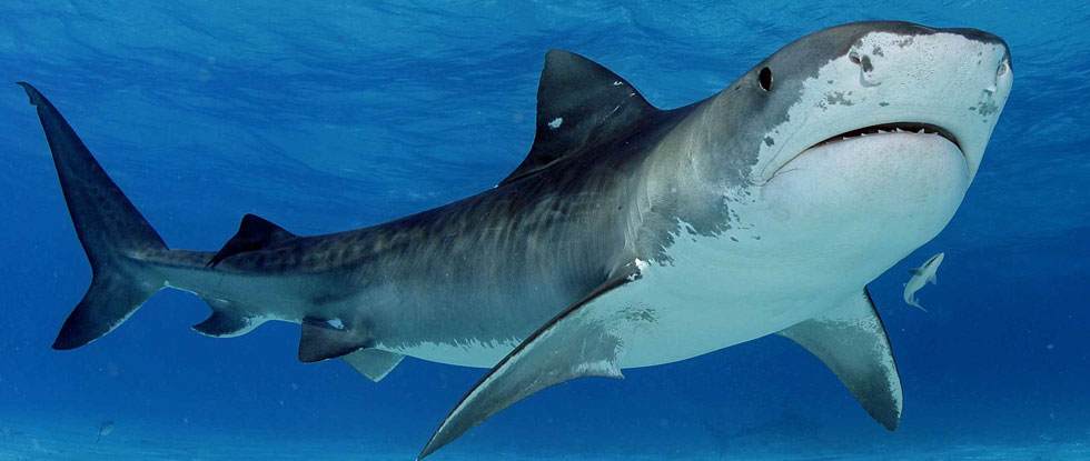 Ассоциация по защите моря на Кипре борется за жизнь акул