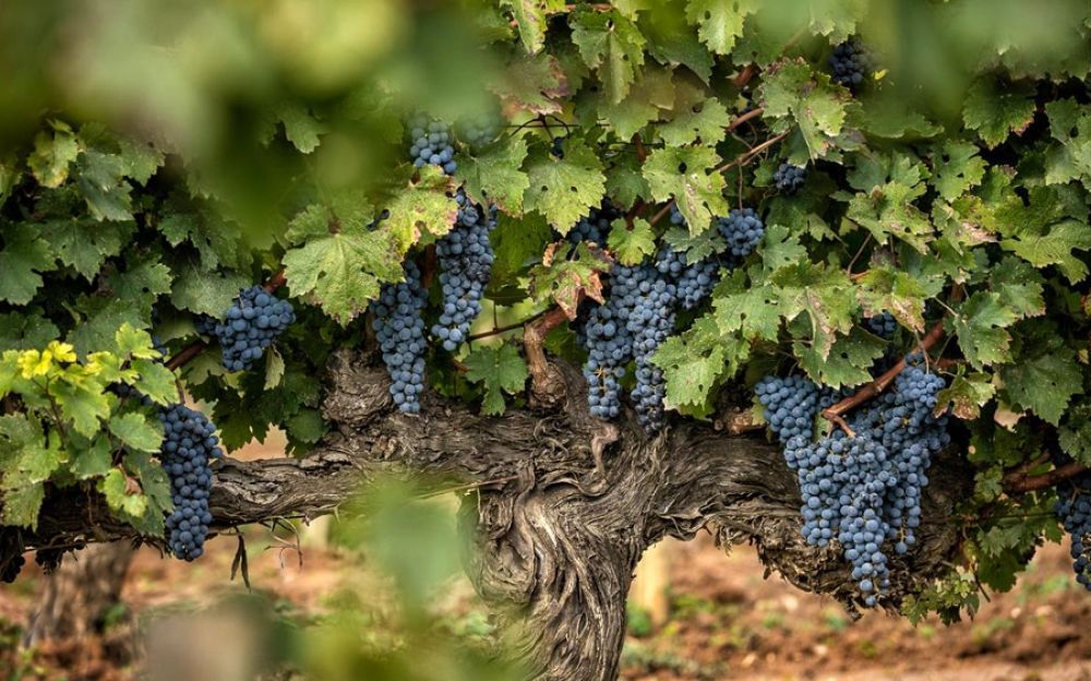 Австралия переходит на кипрский виноград - Вестник Кипра
