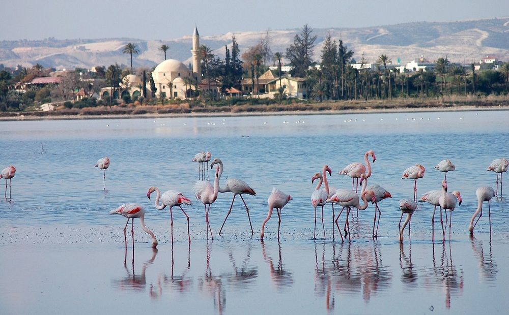 Соляному озеру Ларнаки грозит исчезновение - Вестник Кипра